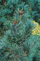 Pinus parviflora 'Bonsai' (Syn. 'Negishi') <br> (Pinaceae / Blaue Japanische Zwerg-Mädchen-Kiefer)