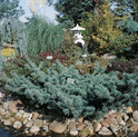 Pinus parviflora 'Fuku-zu-mi'<br> (Pinaceae / Blaue Japanische Zwerg-Mädchen-Kiefer)