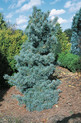 Pinus parviflora 'Gimborn's Ideal'<br> (Pinaceae / Blaue Zwerg-Mädchen-Kiefer)