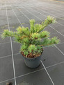 Pinus parviflora 'Nellie D.' <br> (Pinaceae / Blaue Zwerg-Mädchen-Kiefer)