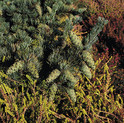 Pinus parviflora 'Pentaphylla Glauca'<br> (Pinaceae / Blaue Zwerg-Mädchen-Kiefer)