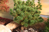 Pinus parviflora 'Pygmy Yatsubusa' <br> (Pinaceae / Japanische Zwerg-Mädchen-Kiefer)