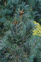 Pinus parviflora 'Schoon's Bonsai'<br> (Pinaceae / Mädchen-Kiefer)