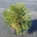 Pinus ponderosa 'Tasha'<br> (Pinaceae / Gelb-Kiefer, Gold-Kiefer, Ponderosa-Kiefer)