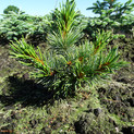 Pinus pumila 'Blue Mops'<br> (Pinaceae / Blaue Japanische Kriech-Kiefer, Blaue Stein-Kiefer, Zwerg-Kiefer)