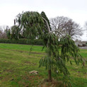 Pinus strobus 'Pendula' <br> (Pinaceae / Weymouth-Kiefer,Strobe,Seiden-Kiefer)