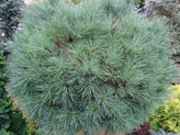 Pinus strobus 'Sea Urchin'<br> (Pinaceae / Weymouth-Kiefer, Seiden-Kiefer)
