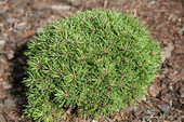 Pinus uncinata 'Jezek'  <br> (syn. P. mugo ssp. rotundata) <br> (Pinaceae / Bergspirke, Hakenkiefer, Moorspirke)