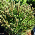 Pinus uncinata 'Kostelnicek' <br> (Pinaceae / Bergspirke, Hakenkiefer)