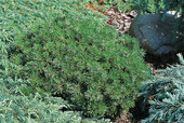 Pinus uncinata 'Paradekissen' <br> (Pinaceae / Bergspirke, Hakenkiefer)