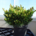 Pinus virginiana 'Driscoll' <br> (Pinaceae / Amerikanische Strauchkiefer, Jersey-Kiefer)