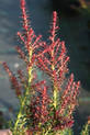 Podocarpus lawrencei 'Red Tip' <br> (syn. P. alpinus 'Red Tip')  (Podocarpaceae / Tasmanische Steineibe)
