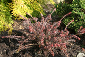 Podocarpus alpinus 'County Park Fire'  <br> (syn. 'Country Park Fire') (Podocarpaceae / Tasmanische Steineibe)