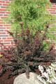 Podocarpus lawrencei x nivalis 'Young Rusty' <br> (P. lawrencei x nivalis, Podocarpaceae / Tasmanische Steineibe)