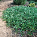 Prunus pumila var. depressa <br> (Sand-Kirsche/Rosaceae)