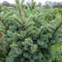 Pseudotsuga menziesii 'Bila Lhota' <br> (Douglasie, Douglasfichte, Douglastanne, Douglaskiefer/ Pinaceae)
