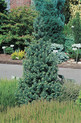 Pseudotsuga menziesii 'Hillside Pride'<br> ( Douglasie, Douglasfichte, Douglastanne, Douglaskiefer/ Pinaceae)