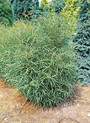 Rhamnus frangula 'Aspleniifolia'<br> (Farnblättriger Faulbaum, Schießbeere, Pulverholz/Rhamnaceae)