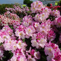Rhododendron 'Brigitte' <br>Rhododendron Hybride / Großblumiger Rhododendron