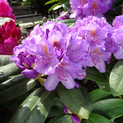 Rhododendron 'Catawbiense Grandiflorum' <br>Rhododendron Hybride / Großblumiger Rhododendron