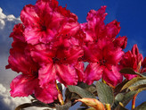 Rhododendron 'Choco & Pink'® <br>Rhododendron Hybride / Großblumiger Rhododendron