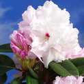 Rhododendron 'Cloud Dancer' <br>Rhododendron Hybride / Großblumiger Rhododendron