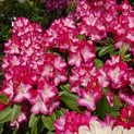Rhododendron 'Eruption' ® <br>Rhododendron Hybride / Großblumiger Rhododendron