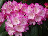 Rhododendron fictolacteum 'Santiago' 