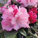 Rhododendron 'Heinje's Zauberflöte' <br> Rhododendron yakushimanum 'Heinje's Zauberflöte' 