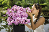 Rhododendron 'INKARHO ®-Dufthecke' lila' Ⓢ <br>Rhododendron Hybride / Großblumiger Rhododendron