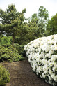 Rhododendron 'INKARHO ®-Dufthecke' weiß Ⓢ <br>Rhododendron Hybride / Großblumiger Rhododendron