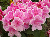 Rhododendron 'Janet Ward' <br>Rhododendron Hybride / Großblumiger Rhododendron