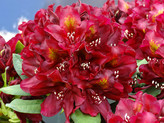 Rhododendron 'Jungle Fever' <br>Rhododendron Hybride / Großblumiger Rhododendron