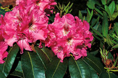 Rhododendron 'Juniflair' <br>Rhododendron Hybride / Großblumiger Rhododendron