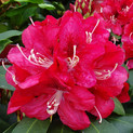 Rhododendron 'Karl Naue' <br>Rhododendron Hybride / Großblumiger Rhododendron