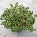 Rhododendron keleticum 'Compact'