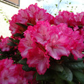 Rhododendron 'Kokette' <br> Rhododendron yakushimanum 'Kokette' 