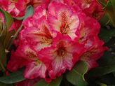 Rhododendron 'Konfetti Kiss' <br> Rhododendron Hybride / Großblumiger Rhododendron