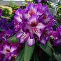 Rhododendron 'Kronprins Frederik' <br>Rhododendron Hybride / Großblumiger Rhododendron