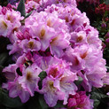 Rhododendron 'Lavender Princess' <br>Rhododendron Hybride / Großblumiger Rhododendron