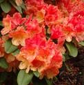 Rhododendron 'Lotte August' <br>Rhododendron Hybride / Großblumiger Rhododendron