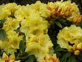 Rhododendron 'Lunatic' <br>Rhododendron Hybride / Großblumiger Rhododendron
