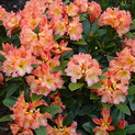 Rhododendron 'Orange Flirt' <br>Rhododendron Hybride / Großblumiger Rhododendron