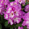 Rhododendron 'Painting Prince'  (syn. 'Schneeflieder') <br>Rhododendron Hybride / Großblumiger Rhododendron