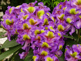 Rhododendron 'Peacock' <br>Rhododendron Hybride / Großblumiger Rhododendron
