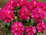 Rhododendron 'Pink Kiss' <br>Rhododendron Hybride / Großblumiger Rhododendron