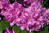 Rhododendron 'Pink Purple Dream' ® <br> Rhododendron Hybride / Großblumiger Rhododendron
