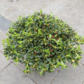 Rhododendron radicans 'Typ Bergen'