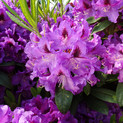Rhododendron 'Rasputin' <br>Rhododendron Hybride / Großblumiger Rhododendron