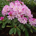 Rhododendron 'Rose Duft' <br>Rhododendron Hybride / Großblumiger Rhododendron